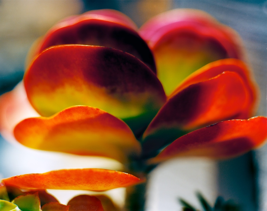 flora-03