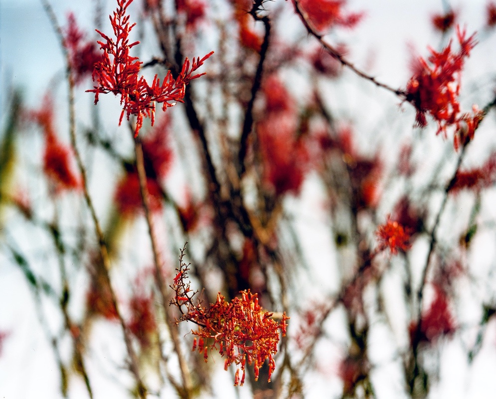 flora-07