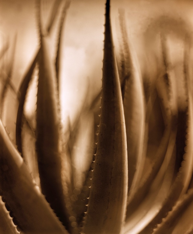 flora-13