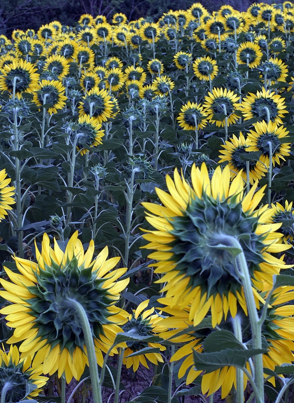 sunflowers-02a