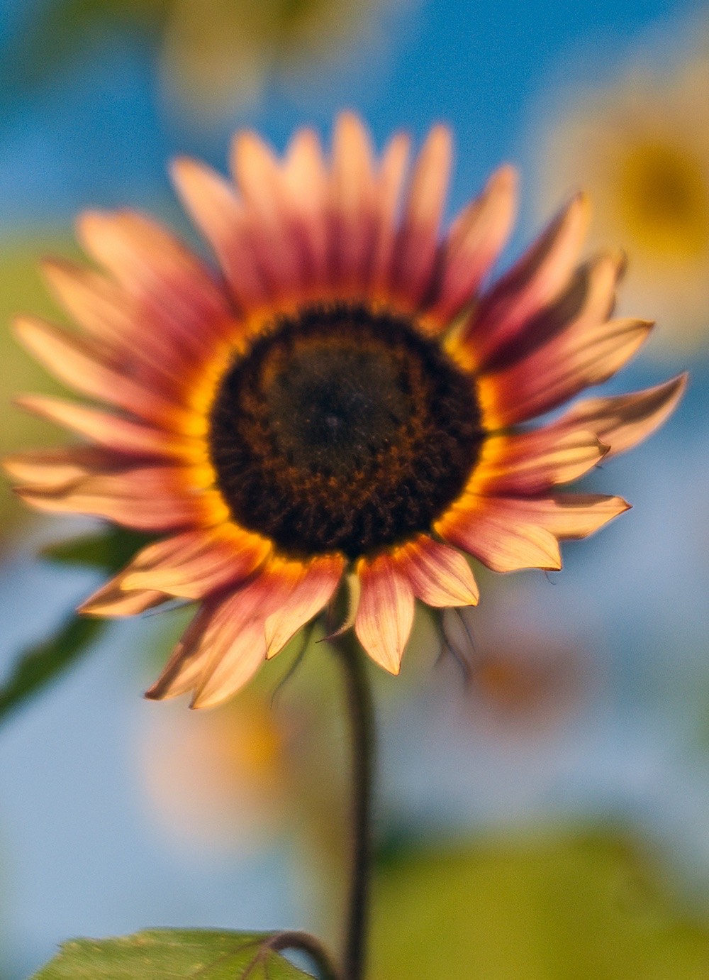 sunflowers-03