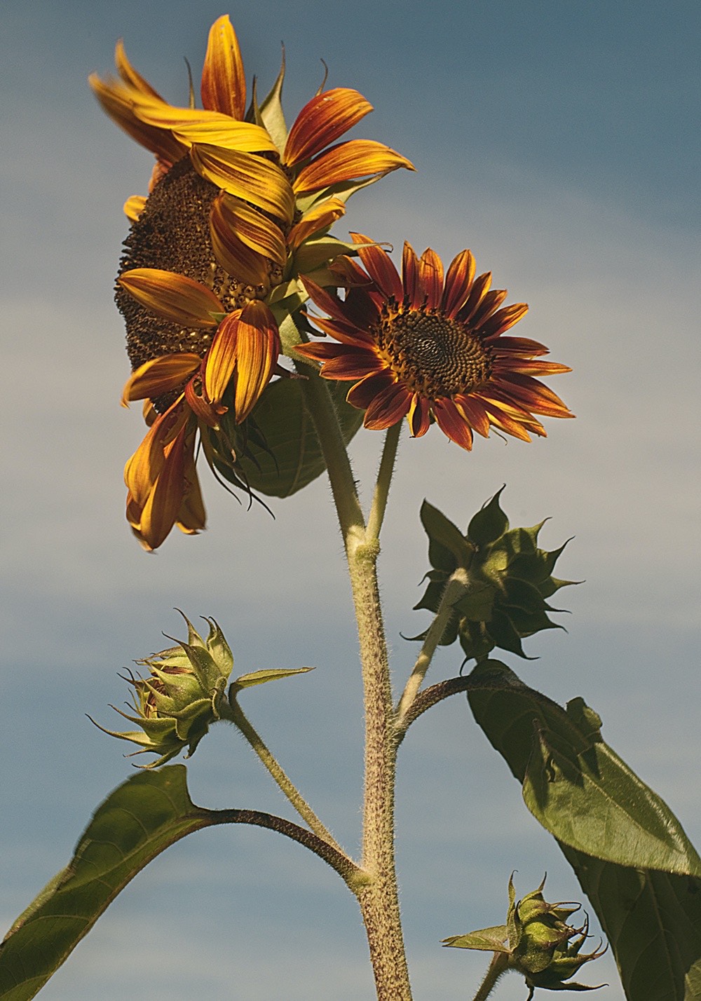 sunflowers-04