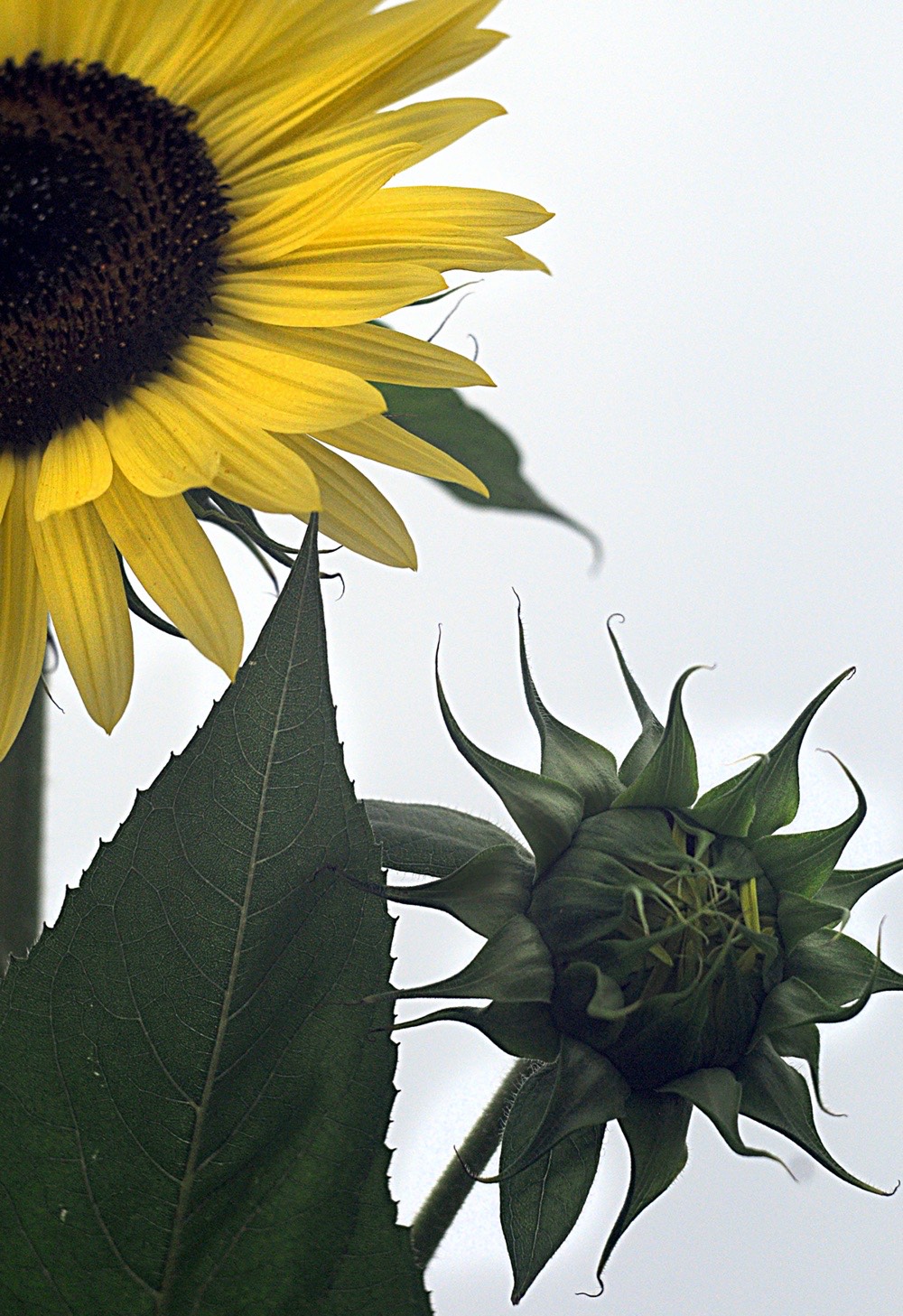 sunflowers-05