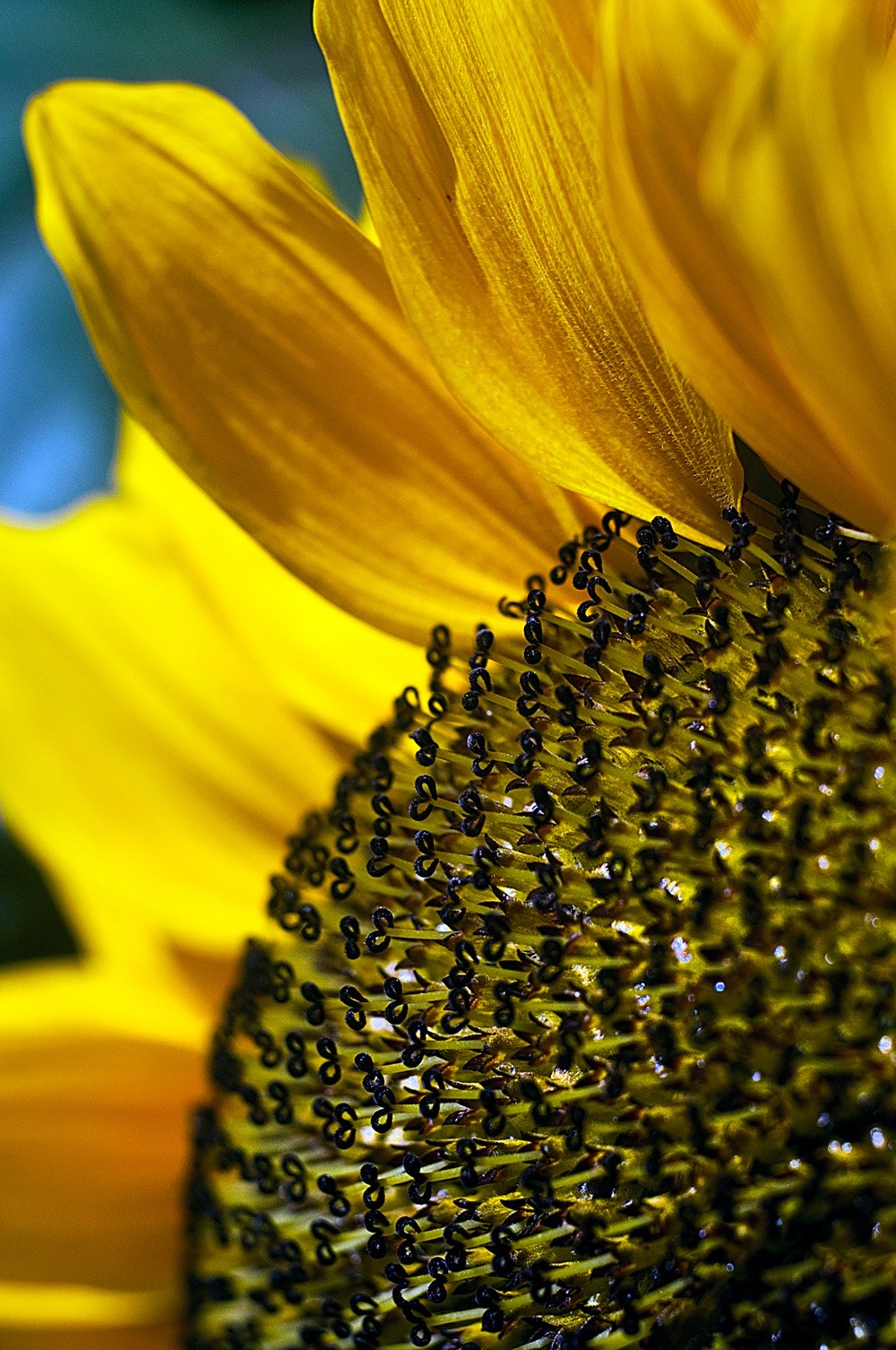 sunflowers-07
