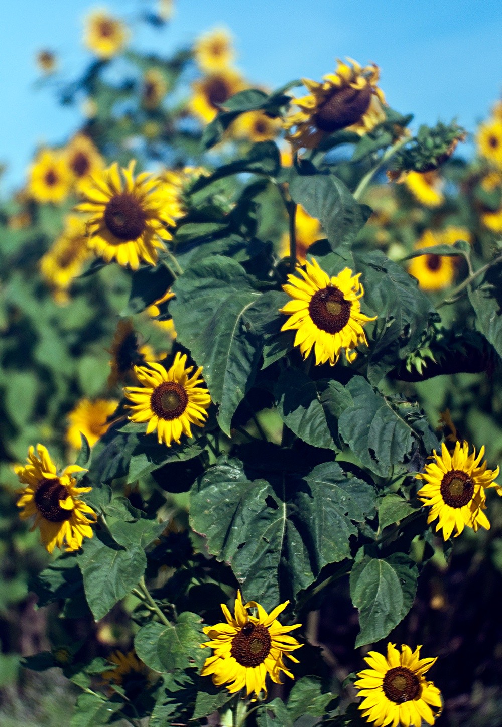 sunflowers-08