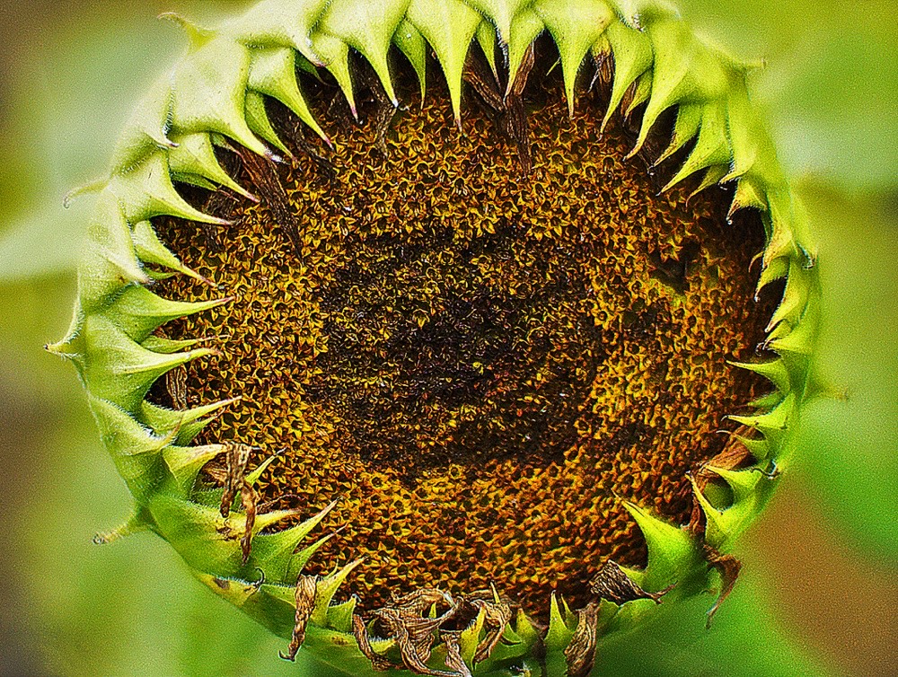 sunflowers-09