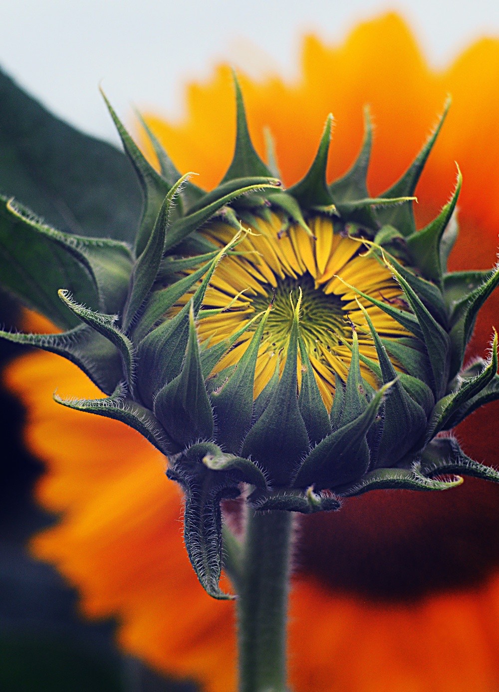sunflowers-11