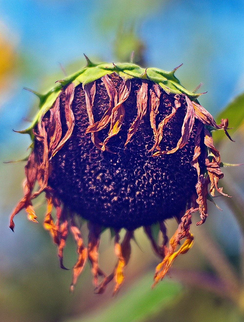 sunflowers-12
