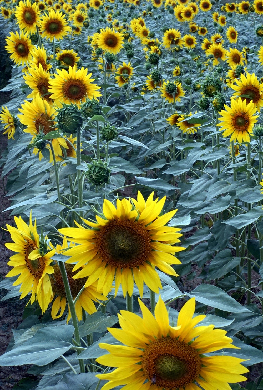 sunflowers-13