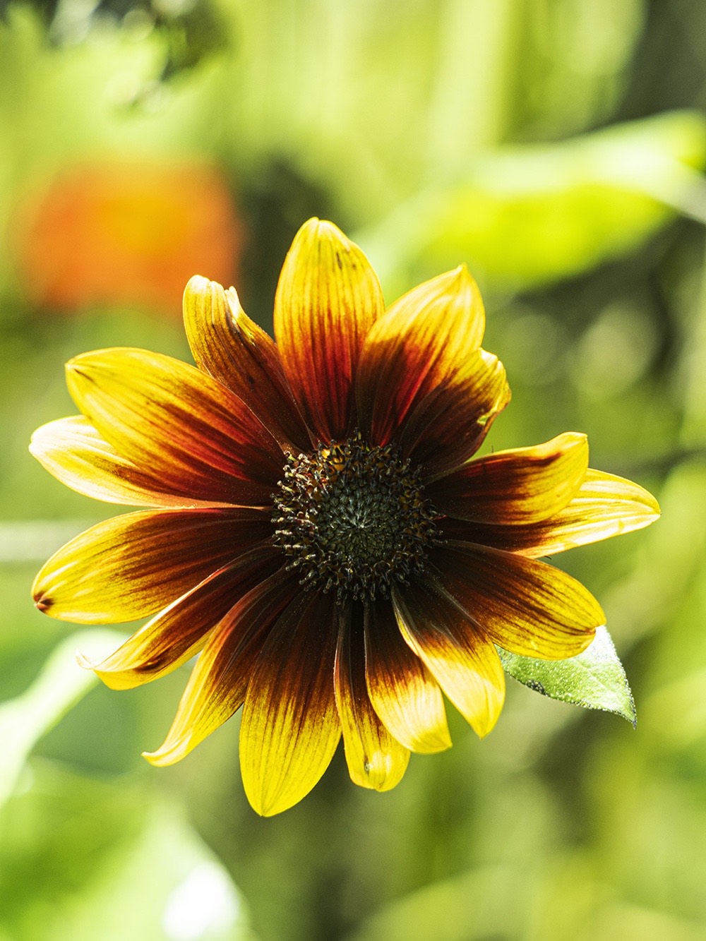 sunflowers-15