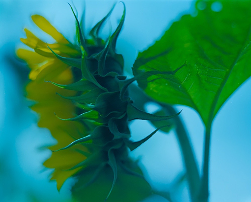 sunflowers-16