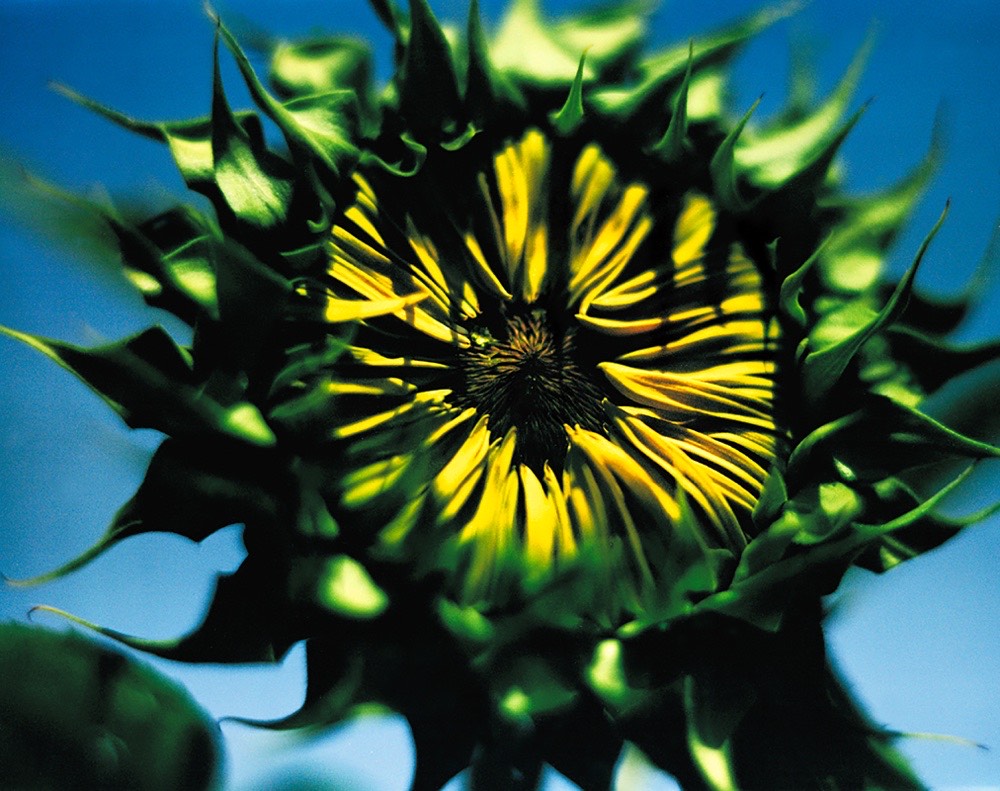 sunflowers-18