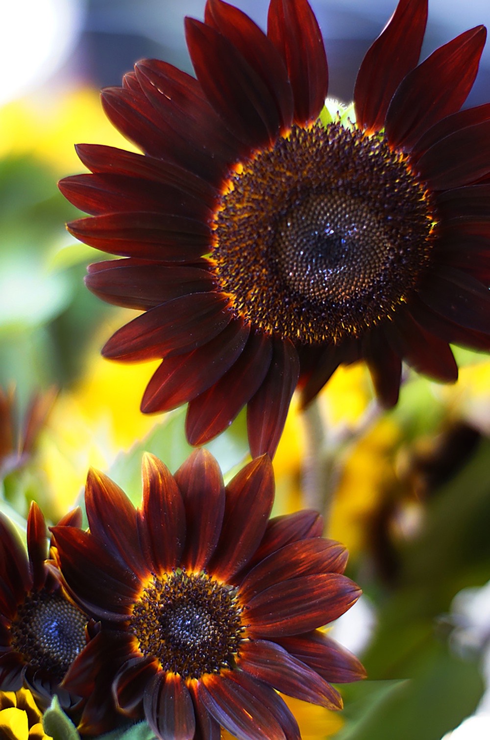 sunflowers-19