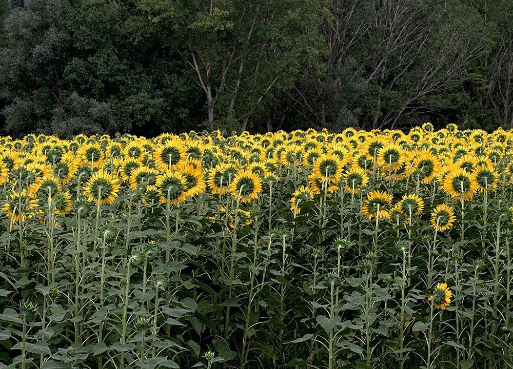 sunflowers-20